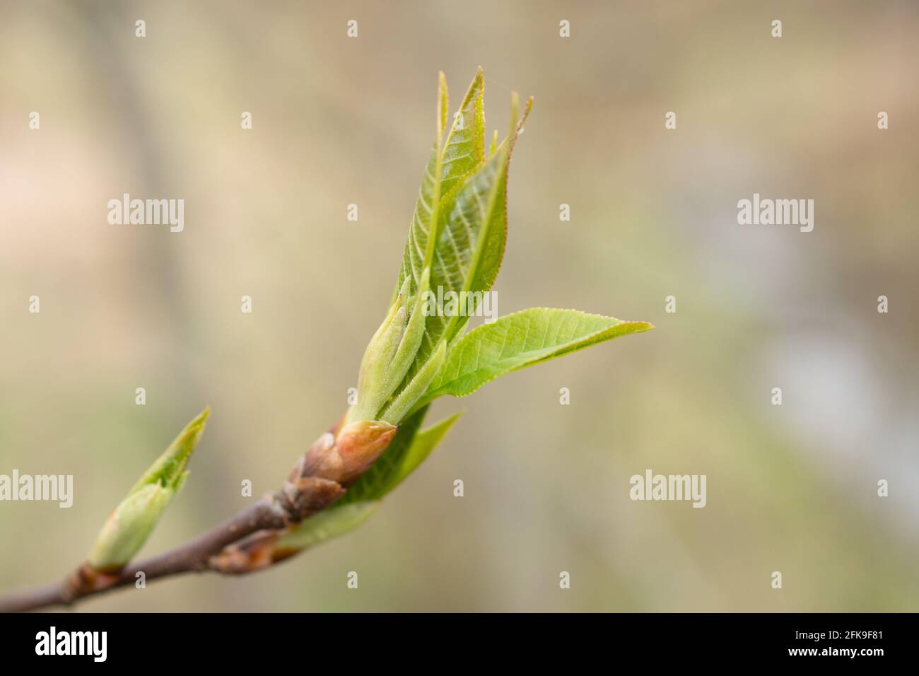 Makro Aufnahme von Einer aufblühenden Pflanze Foto Stock