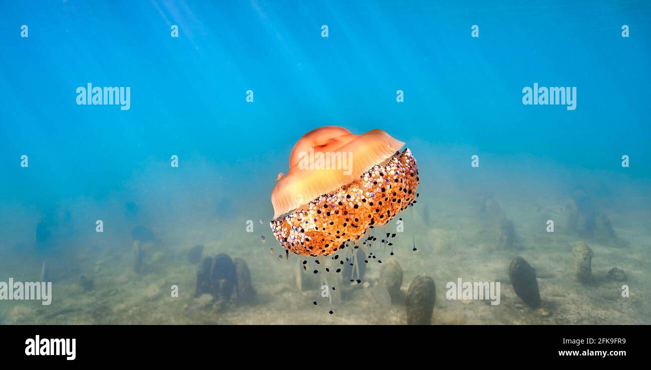 La tuberculata di Cotylorhiza o la medusa fritta che galleggia sopra il fondo del mare coperto di cozze di ventaglio (pinna nobilis). Foto Stock