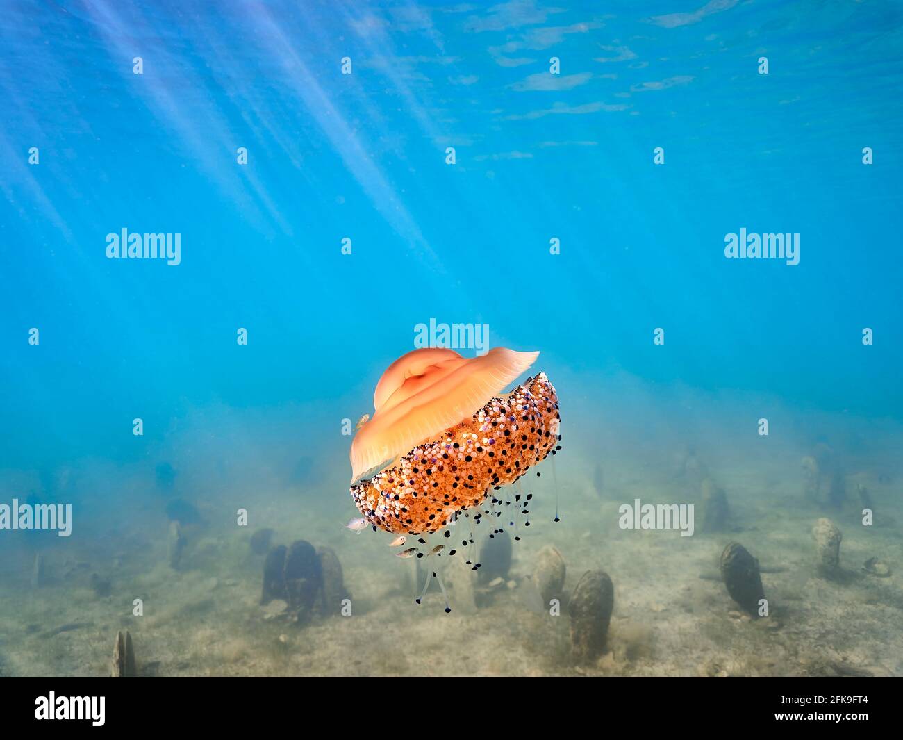 La tuberculata di Cotylorhiza o la medusa fritta che galleggia sopra il fondo del mare coperto di cozze di ventaglio (pinna nobilis). Foto Stock