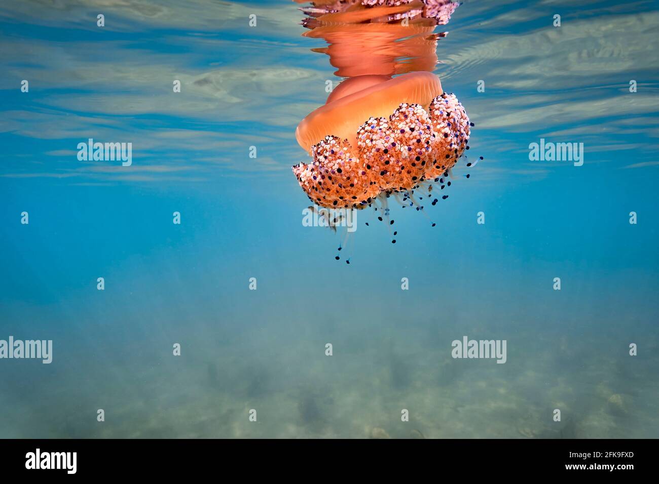 Cotylorhiza tuberculata o meduse fritte all'uovo refletted nella superficie del mare. Si può vedere il fondo marino coperto di cozze ventaglio (pinna nobilis). Foto Stock
