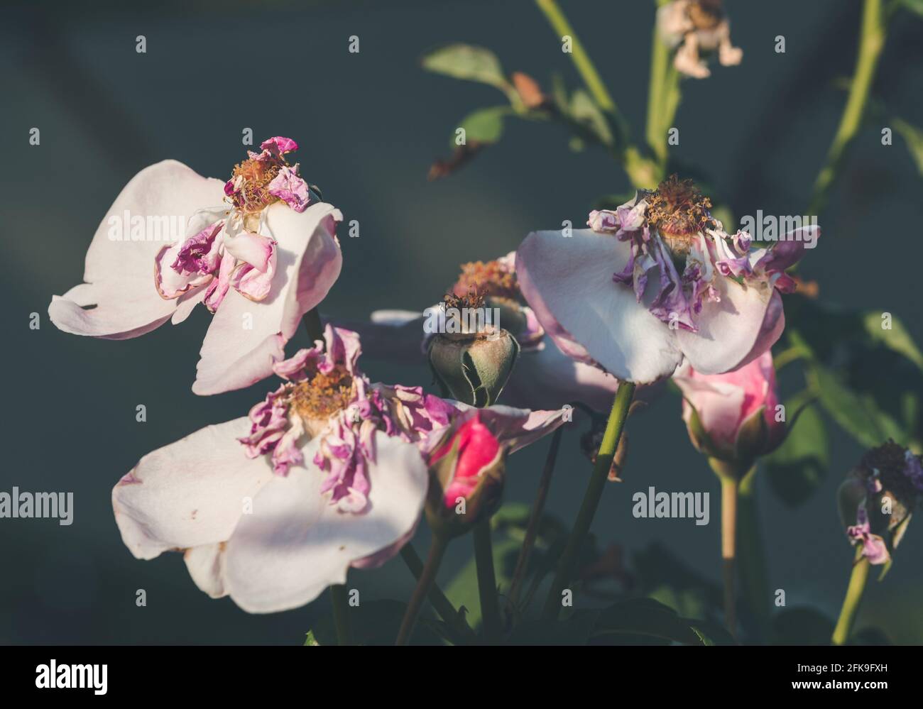 Fioritura rosa sbiadita che mostra la fine dell'estate, simbolo di transizione Foto Stock