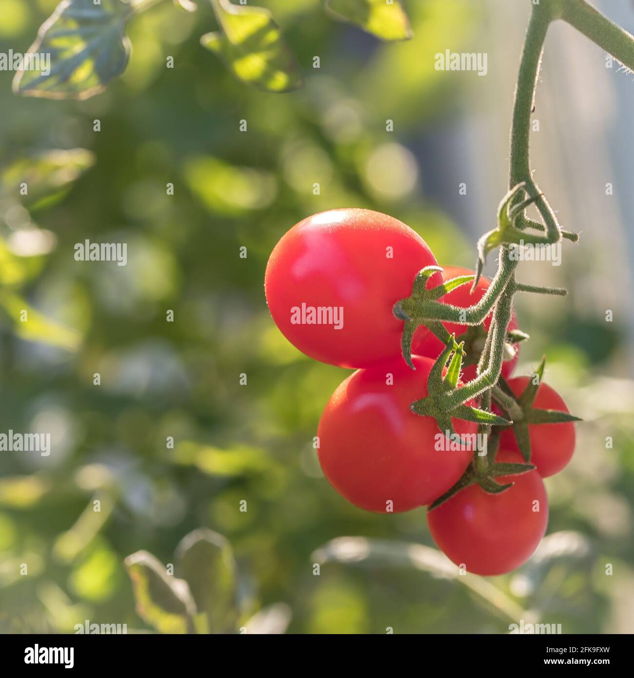 Pomodori da cocktail maturi in attesa di essere raccolti Foto Stock