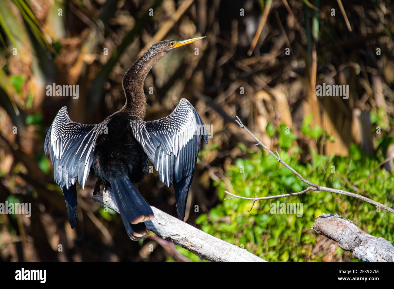 Bel maschio Anhinga serpente uccello collo in sole giornata Foto Stock
