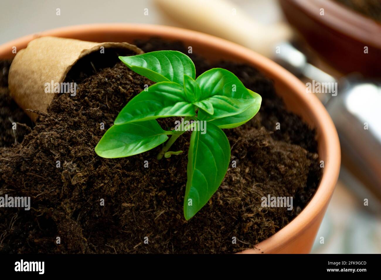 piccola pianta di basilico in vaso con pentole biologiche vista dall'alto Foto Stock