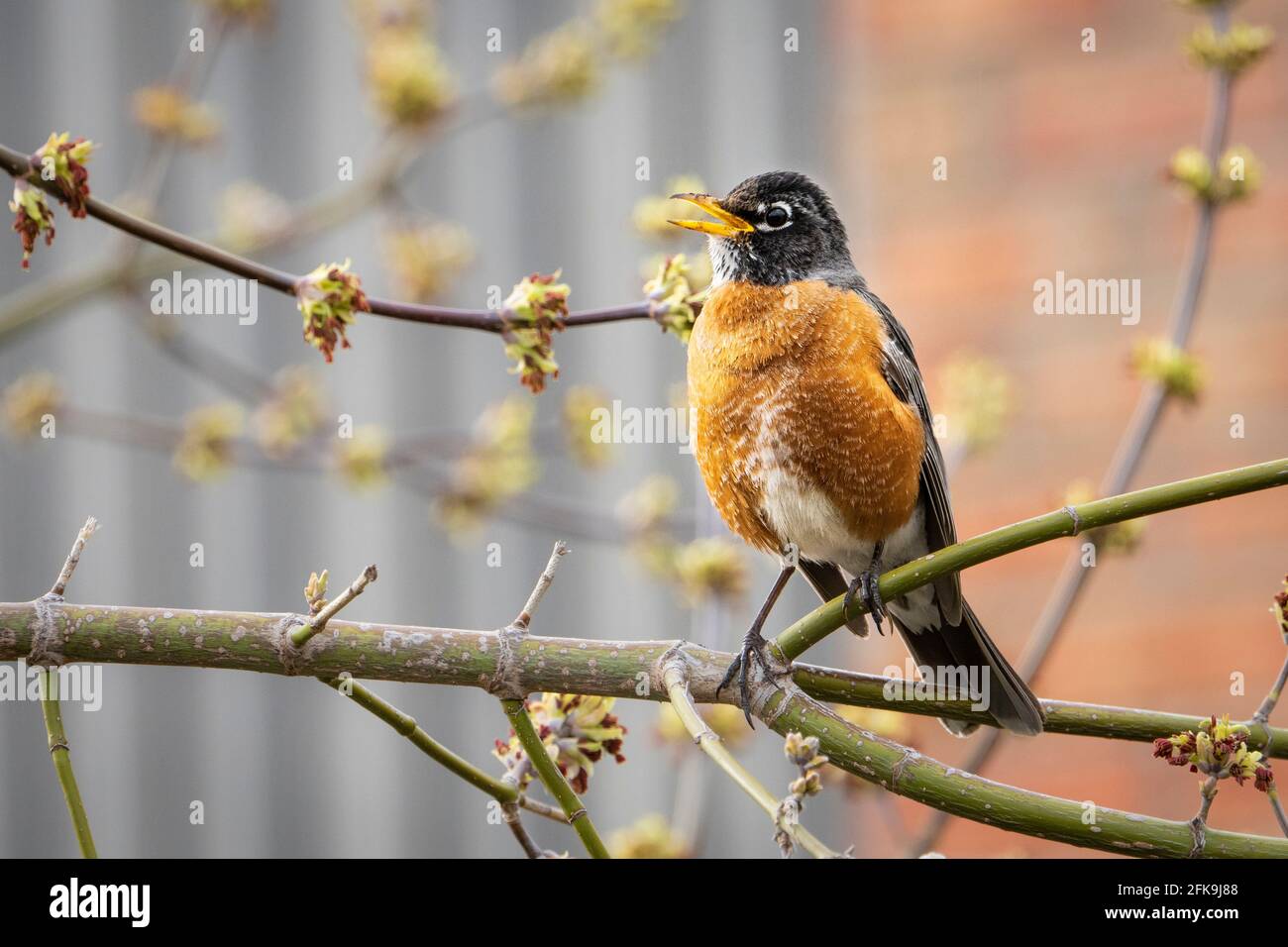 Robin americano che canta in alto in un albero in primavera Foto Stock