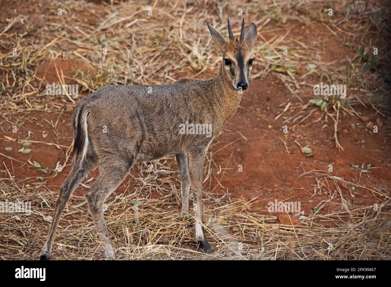 Comune Duiker Sylvicarpa Grimmia 10665 Foto Stock