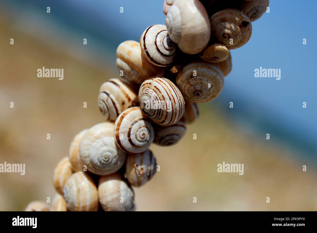 Pop Art 3D - Conchiglie E Perle Iridescenti Da Spiaggia, Onde Oceaniche - Foto 6