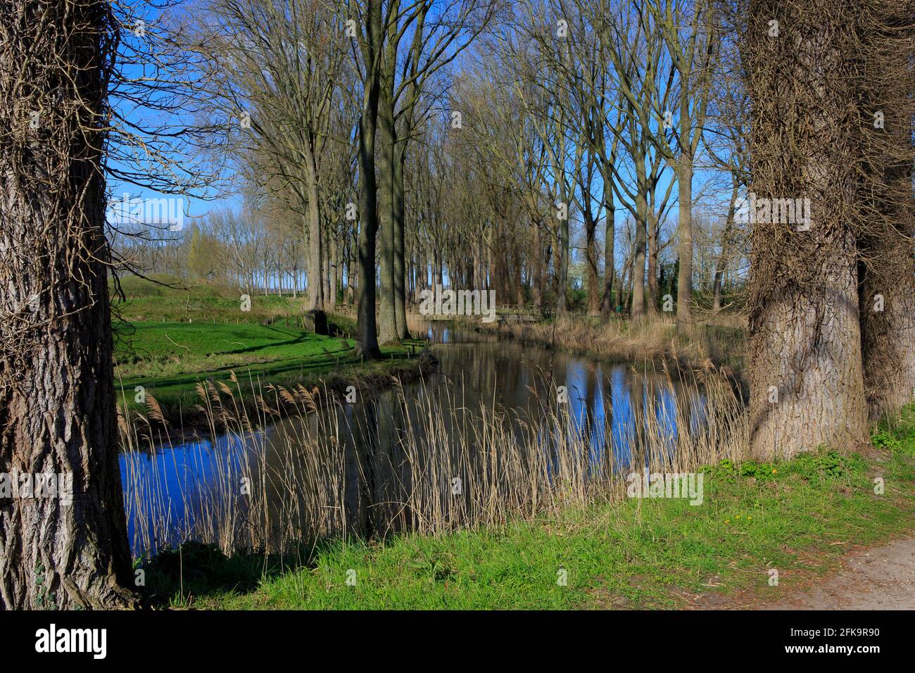 Alti alberi di pioppo che costeggiano il fossato medievale a forma di stella della città medievale di Damme (Fiandre Occidentali), Belgio Foto Stock