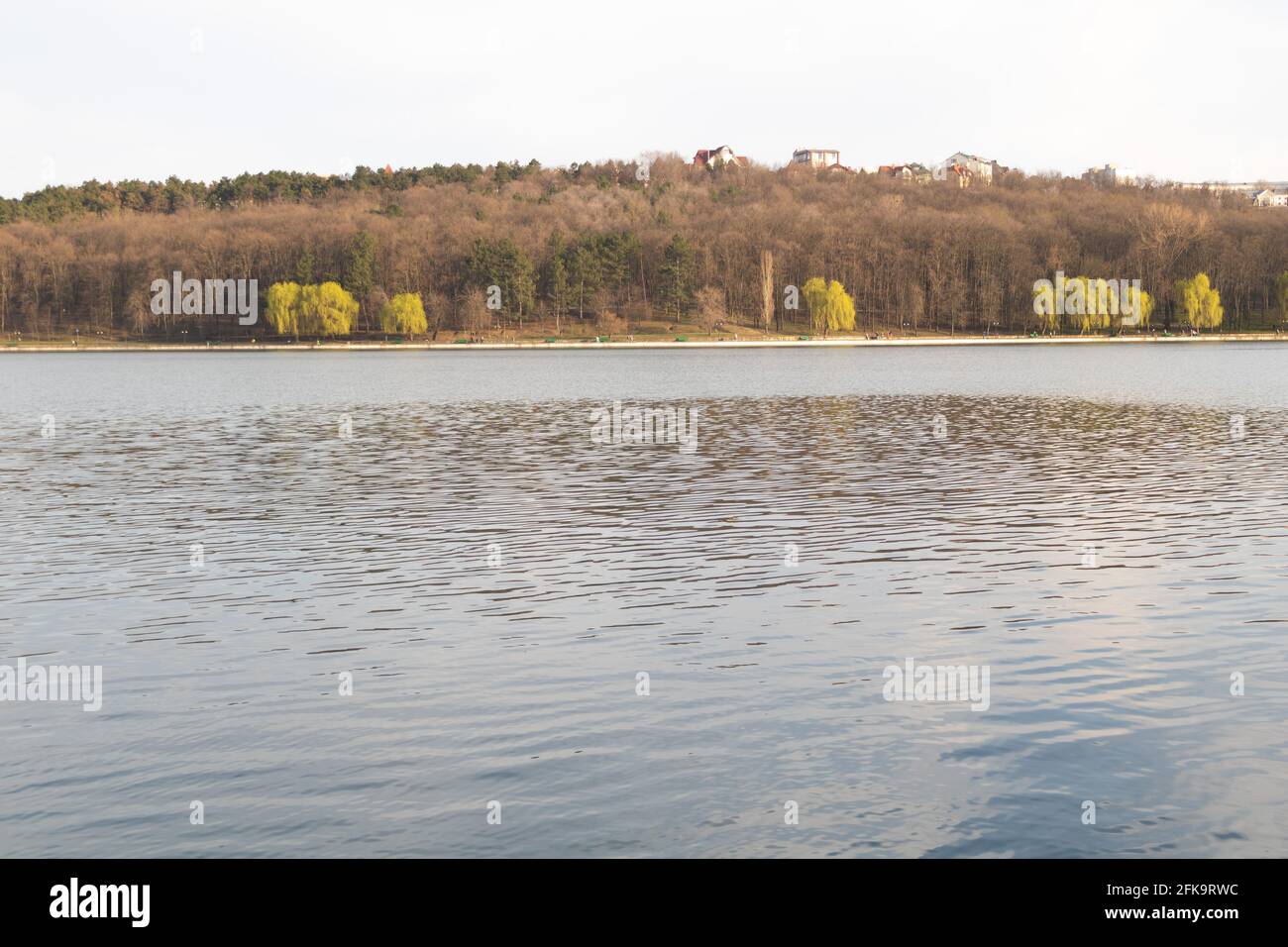 Un bellissimo lago e alcuni alberi salici che ottengono gren in primavera Foto Stock