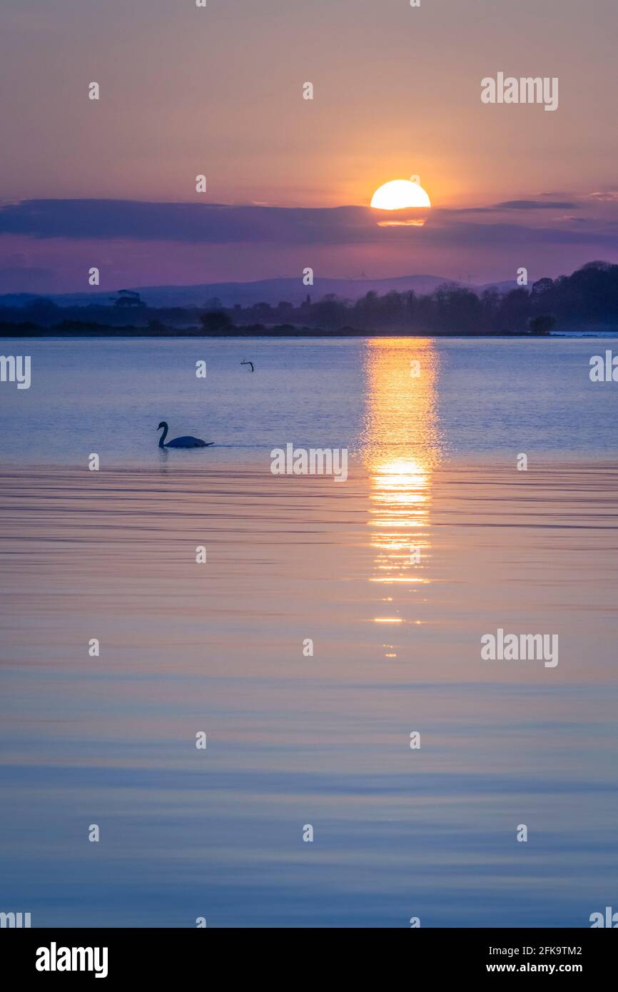 Unico cigno di whooper su Lough Neagh, Irlanda del Nord, al tramonto Foto Stock