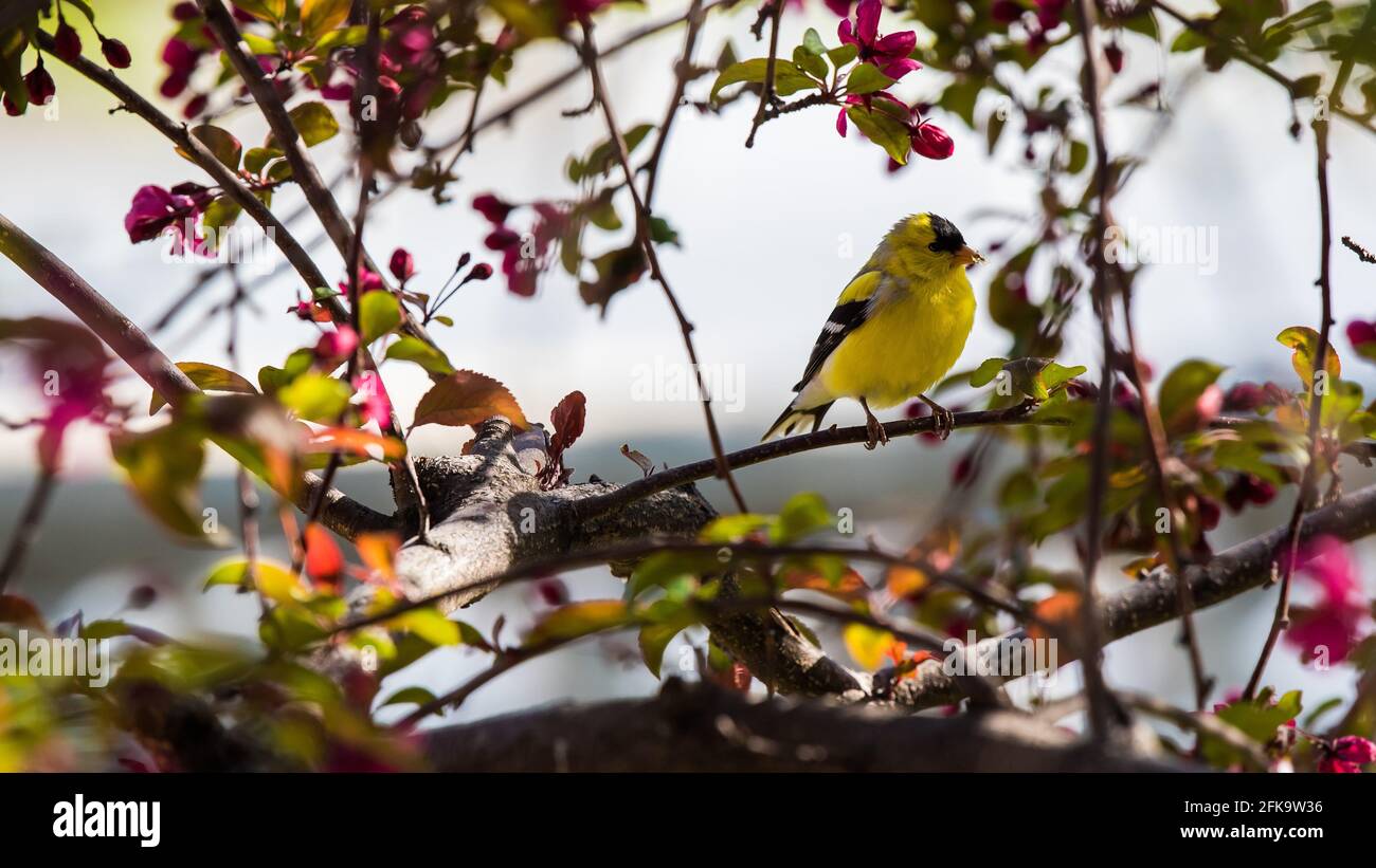 Goldfinch americano in scarlatto crabapple tree con sfondo bianco. I maschi mostrano i loro colori di accoppiamento solo in primavera per attrarre un compagno. Foto Stock