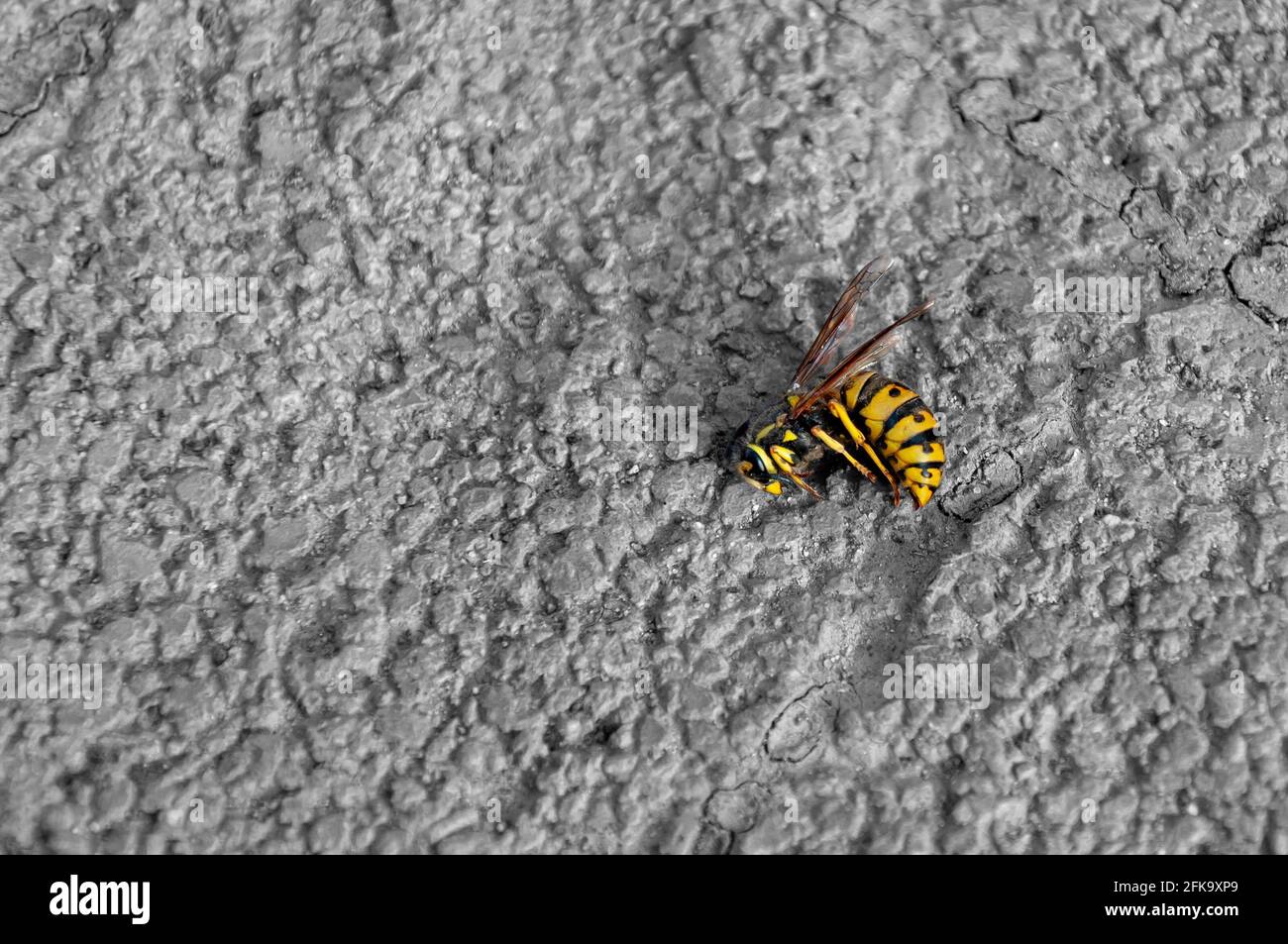 Il bumblebee morto si trova sul marciapiede. Primo piano di Dead Honey Bee su Rock. Vista ad alta angolazione di Dead Honey Bee Foto Stock