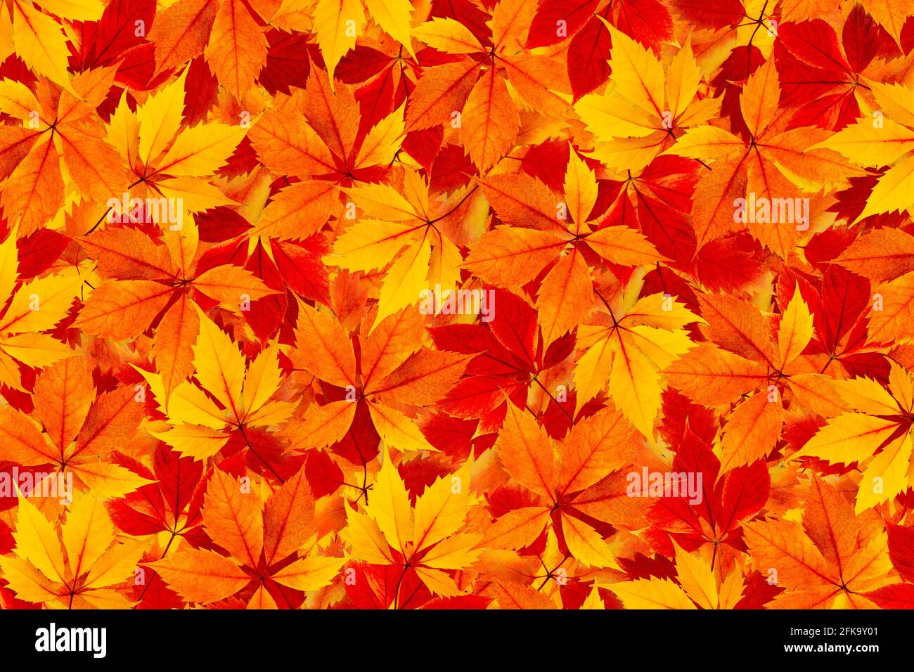 Autunno foglie colorate sfondo. Foto Stock