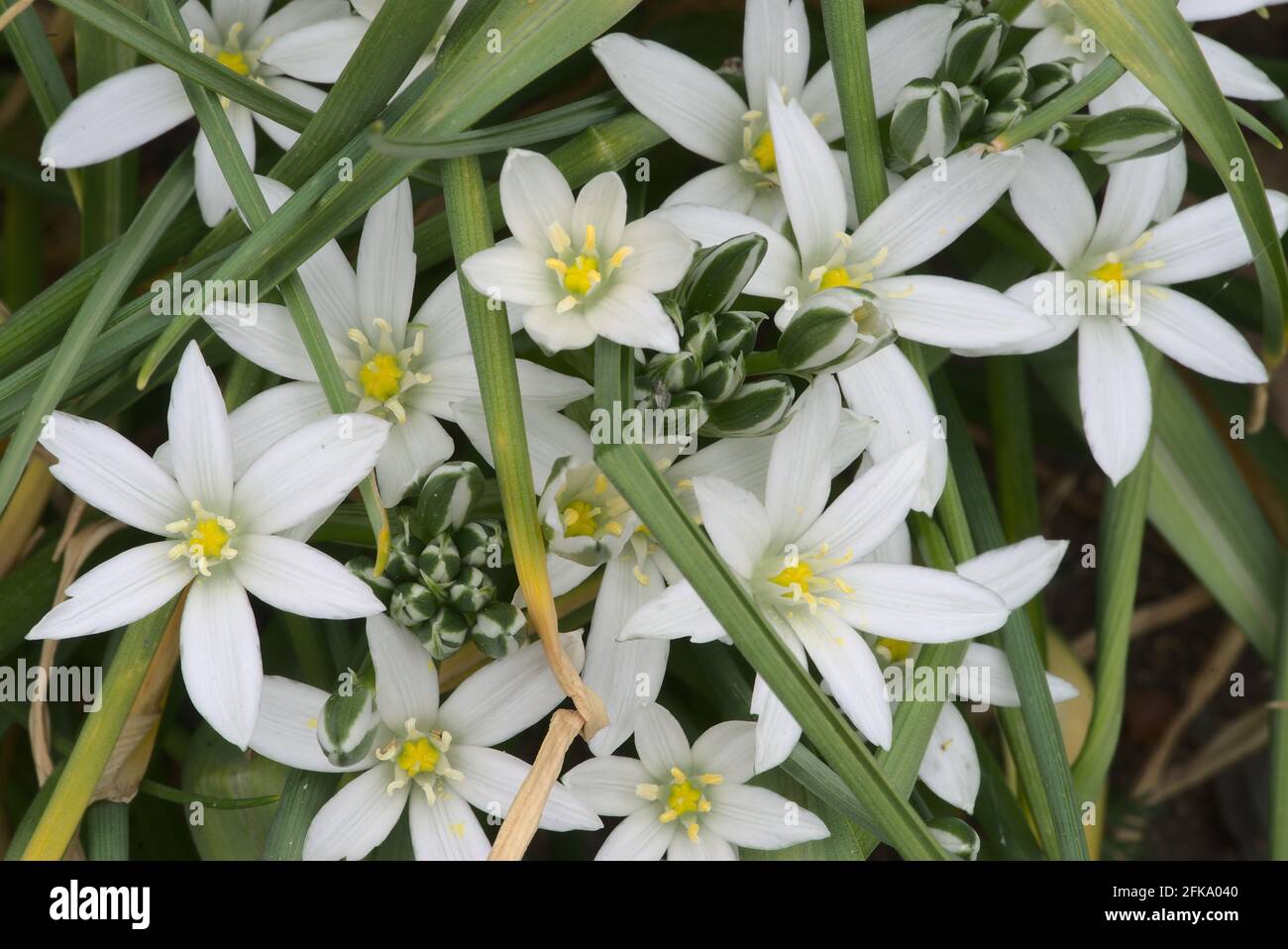 Fiori bianchi di Snowdrops (Galanthus nivalis) in primo piano Foto Stock