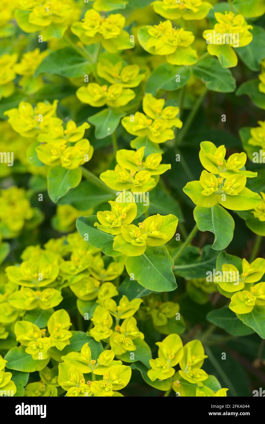 Euphorbia flower grovie (Euphorbia sp.) Euphorbiaceae Foto Stock