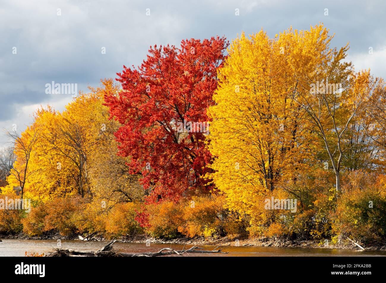 Varietà di alberi con foglie rosse e gialle caduta Foto Stock