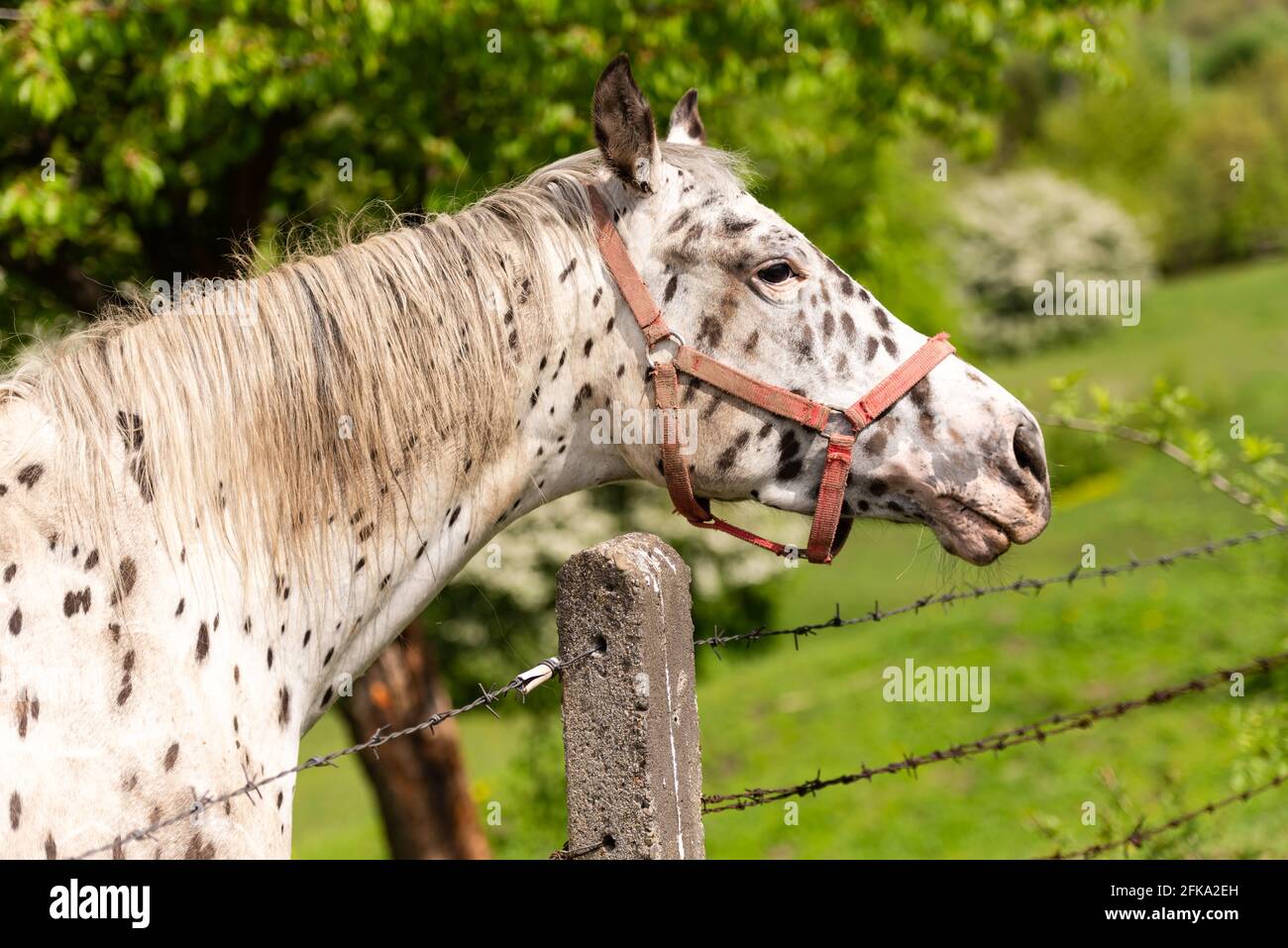 Cavallo bianco con macchie. Un cavallo si trova in una recinzione con filo spinato. Primavera luminosa e bel tempo, ma il cavallo è triste. Foto Stock