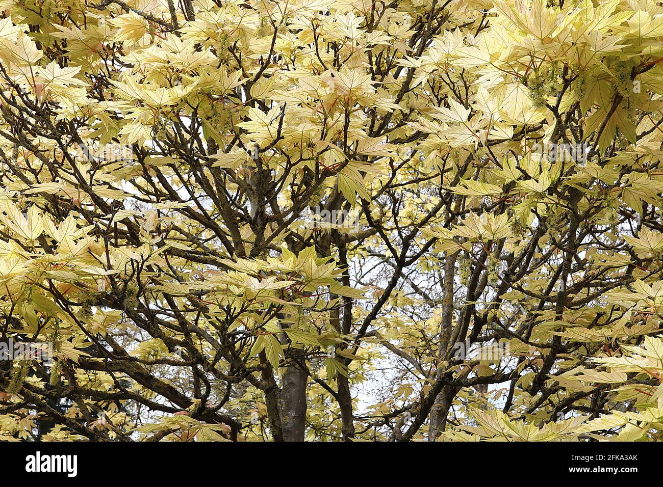 Acer palmatum ‘Shigitatsu sawaa’ acero giapponese Shigitatsu sawa – foglie ghostlike trasparenti di colore verde pallido fortemente venate, aprile, Inghilterra, Regno Unito Foto Stock