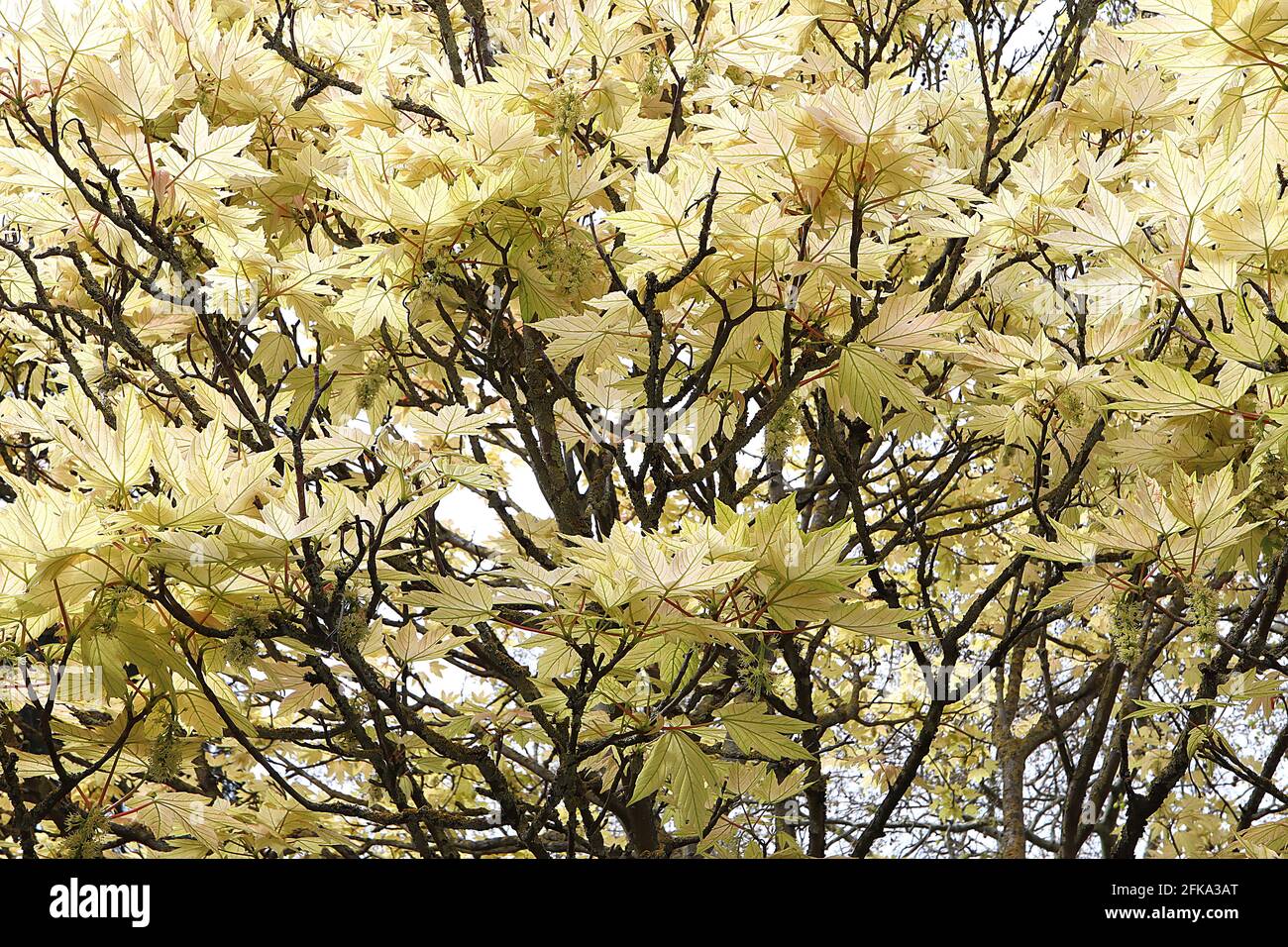 Acer palmatum ‘Shigitatsu sawaa’ acero giapponese Shigitatsu sawa – foglie ghostlike trasparenti di colore verde pallido fortemente venate, aprile, Inghilterra, Regno Unito Foto Stock