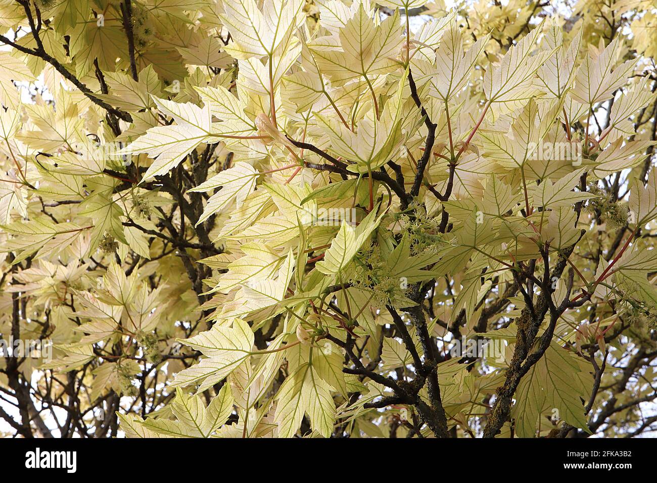 Acer palmatum ‘Shigitatsu sawaa’ acero giapponese Shigitatsu sawa – foglie ghostlike trasparenti di colore verde pallido fortemente venate, aprile, Inghilterra, Regno Unito Foto Stock