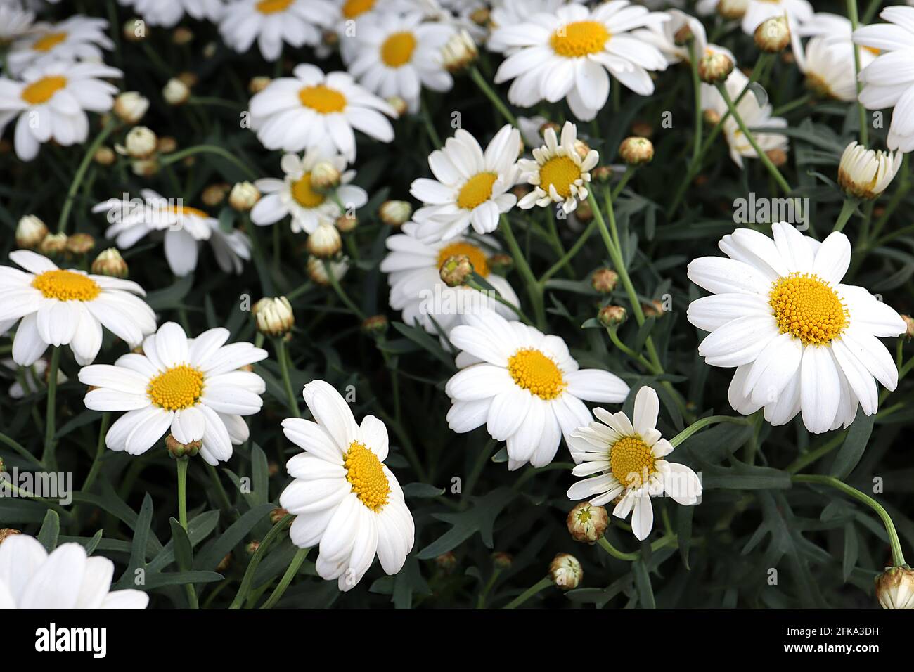 Argyranthemum frutescens ‘Butterfly bianco puro’ Marguerite Daisy – fiori bianchi a margherita con centro giallo, aprile, Inghilterra, Regno Unito Foto Stock
