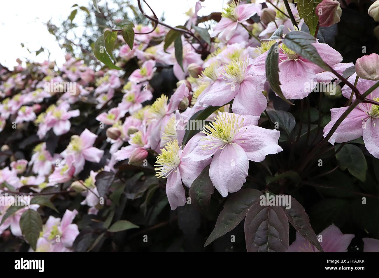 Clematis montana Rubens ‘Pink perfection’ Fiori rosa pallido con colore bianco centrale su ogni petalo, aprile, Inghilterra, Regno Unito Foto Stock