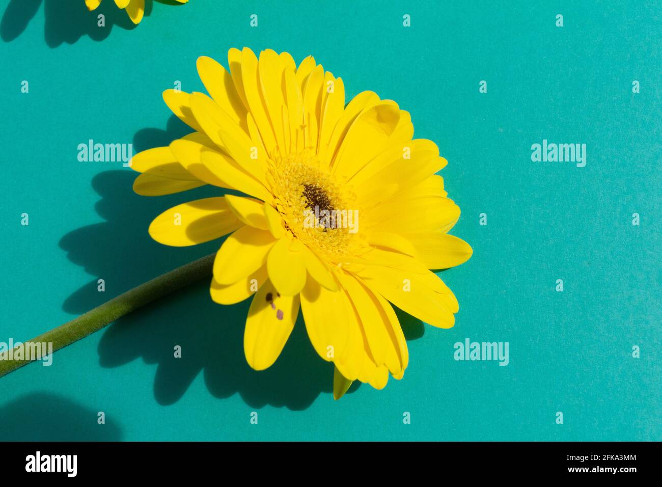 Un fiore di gerbera giallo su sfondo blu Foto Stock