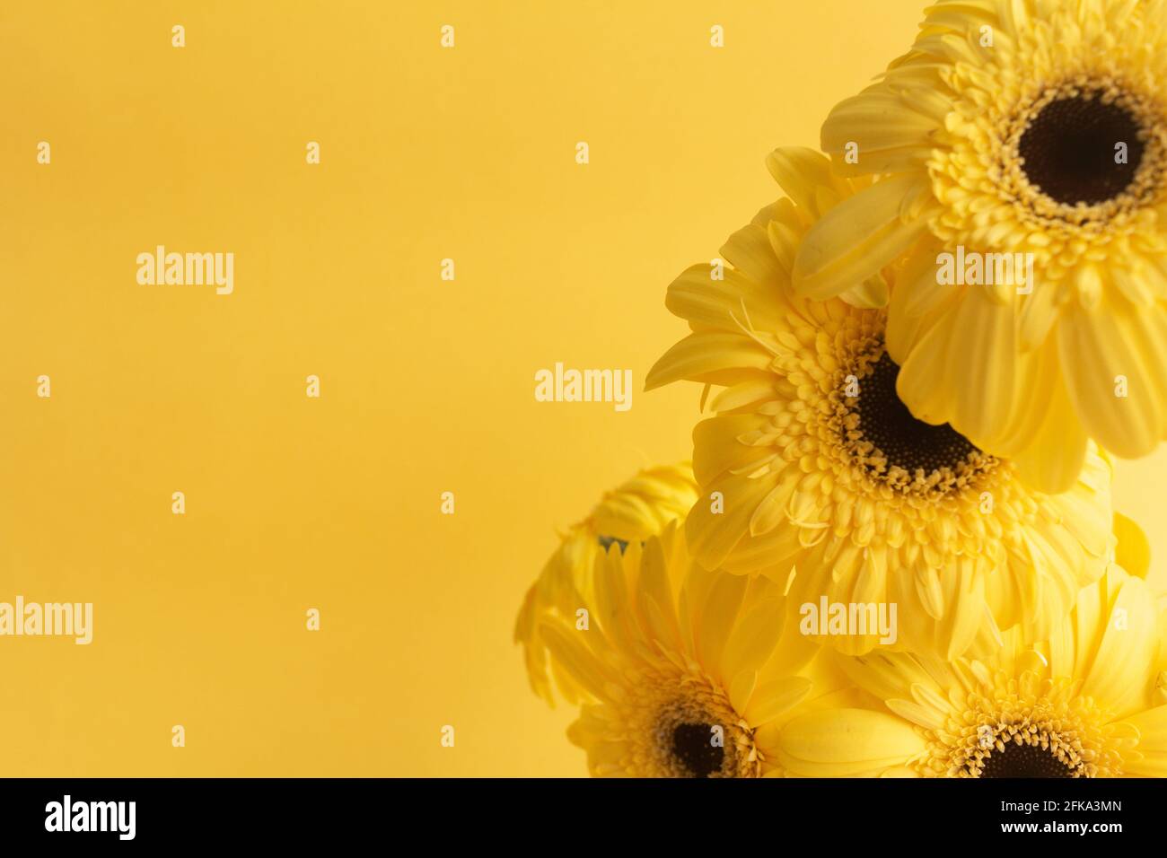Gerbera giallo fiori mazzo su sfondo giallo Foto Stock