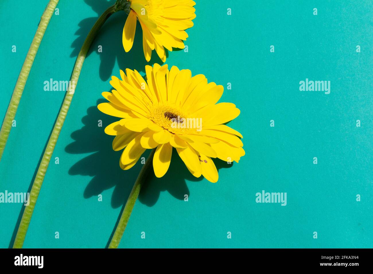 Gerbera giallo fiori mazzo su sfondo blu Foto Stock