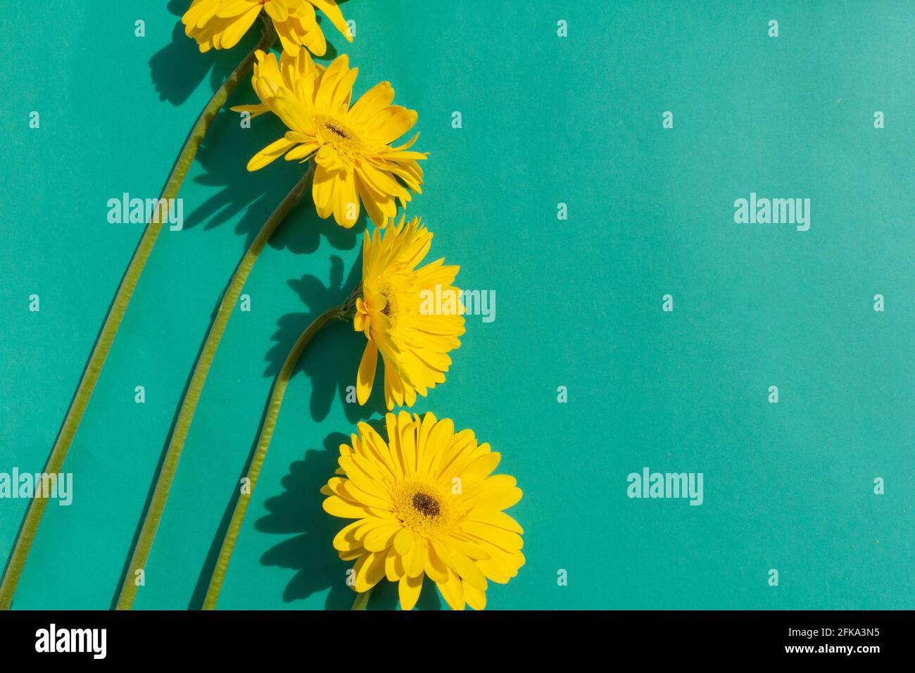 Gerbera giallo fiori mazzo su sfondo blu Foto Stock