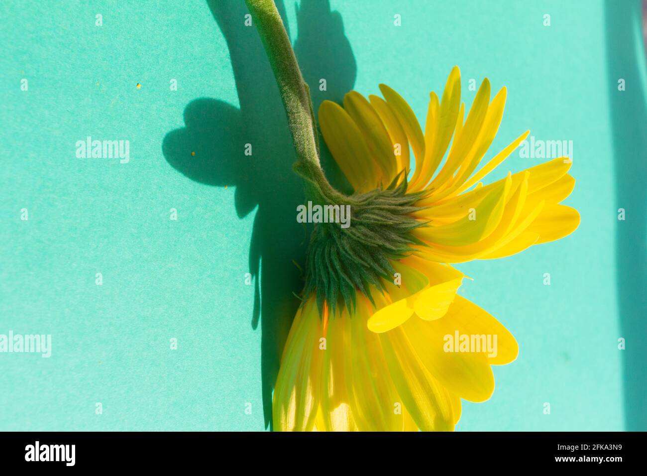 Un fiore di gerbera giallo su sfondo blu Foto Stock