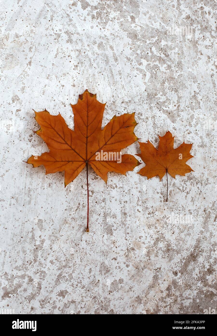 Due foglie d'acero arancio giacciono su sfondo grigio chiaro, famiglia d'autunno Foto Stock