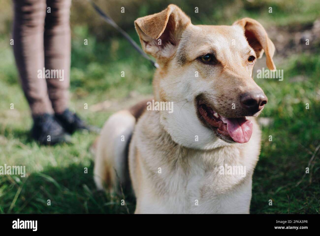 Shepherd animale domestico dal ricovero del cane cammina nel collare sul guinzaglio nelle gambe femminili Foto Stock