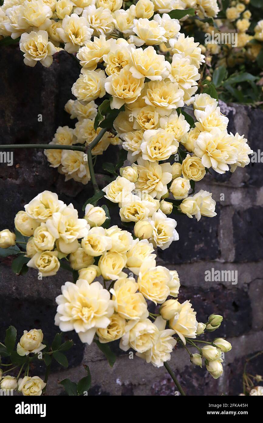 Rosa banksiae ‘Lutea’ rosa banksia doppia gialla – cascata di fiori rosette gialle, aprile, Inghilterra, Regno Unito Foto Stock