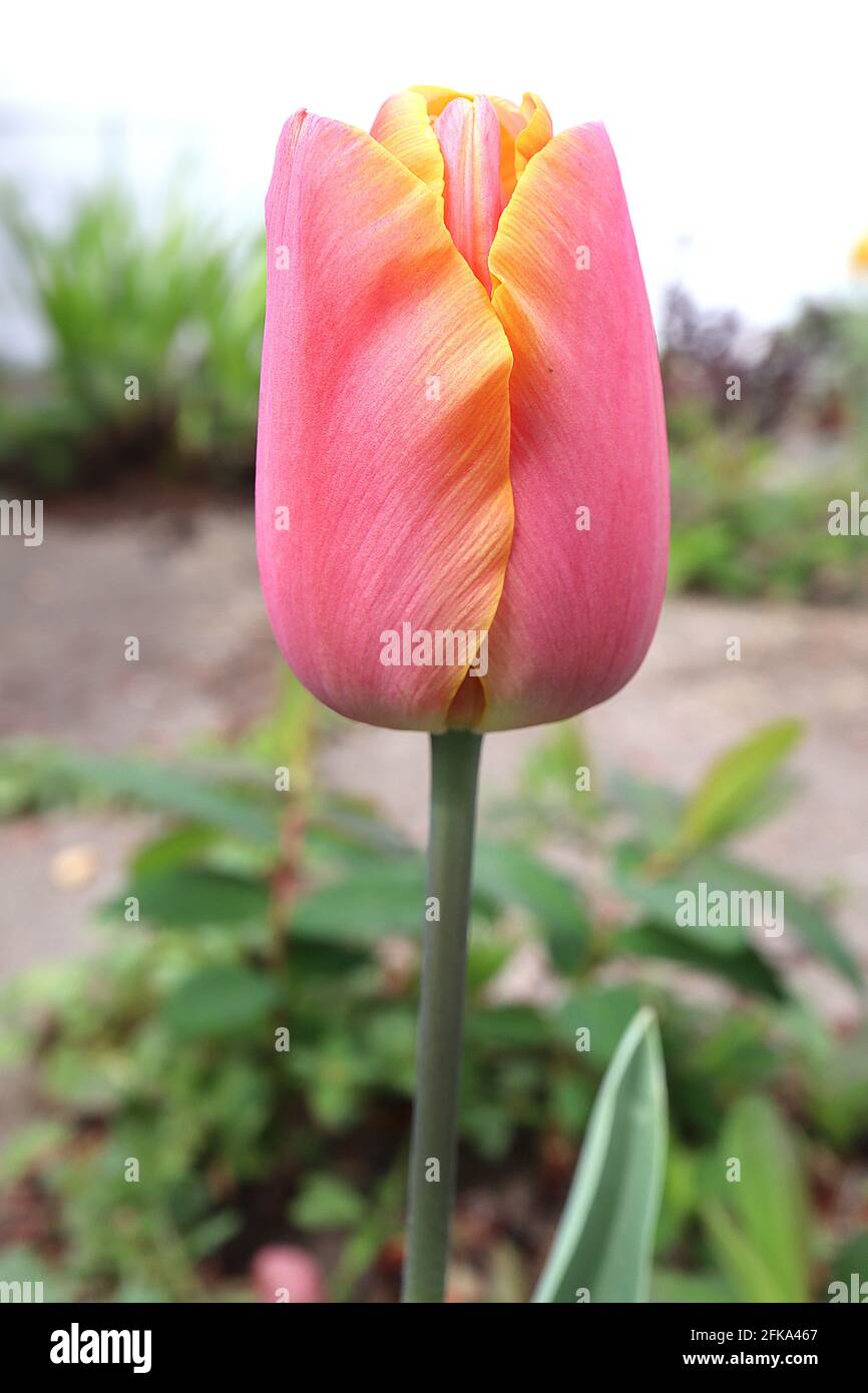 Tulipa ‘Menton’ Single Late 5 Tulip Menton - petali rosa profondi, margini arancioni morbidi, aprile, Inghilterra, Regno Unito Foto Stock