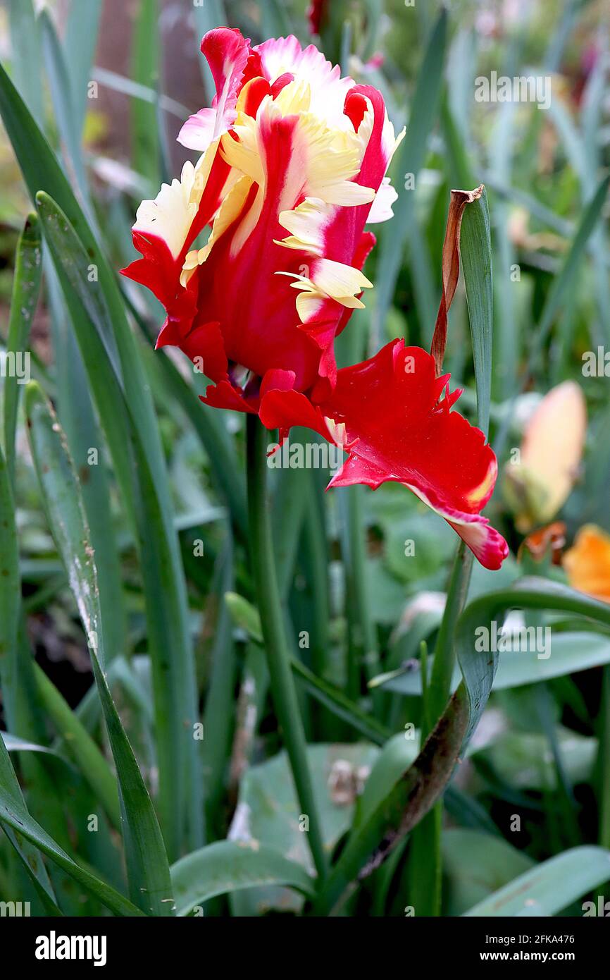 Tulipa gesneriana var dracontia ‘Estella Rijnveld Parrot’ Parrot 10 Estella Rijnveld Parrot tulip - Twisted cream petals, Large red flames, April, UK Foto Stock