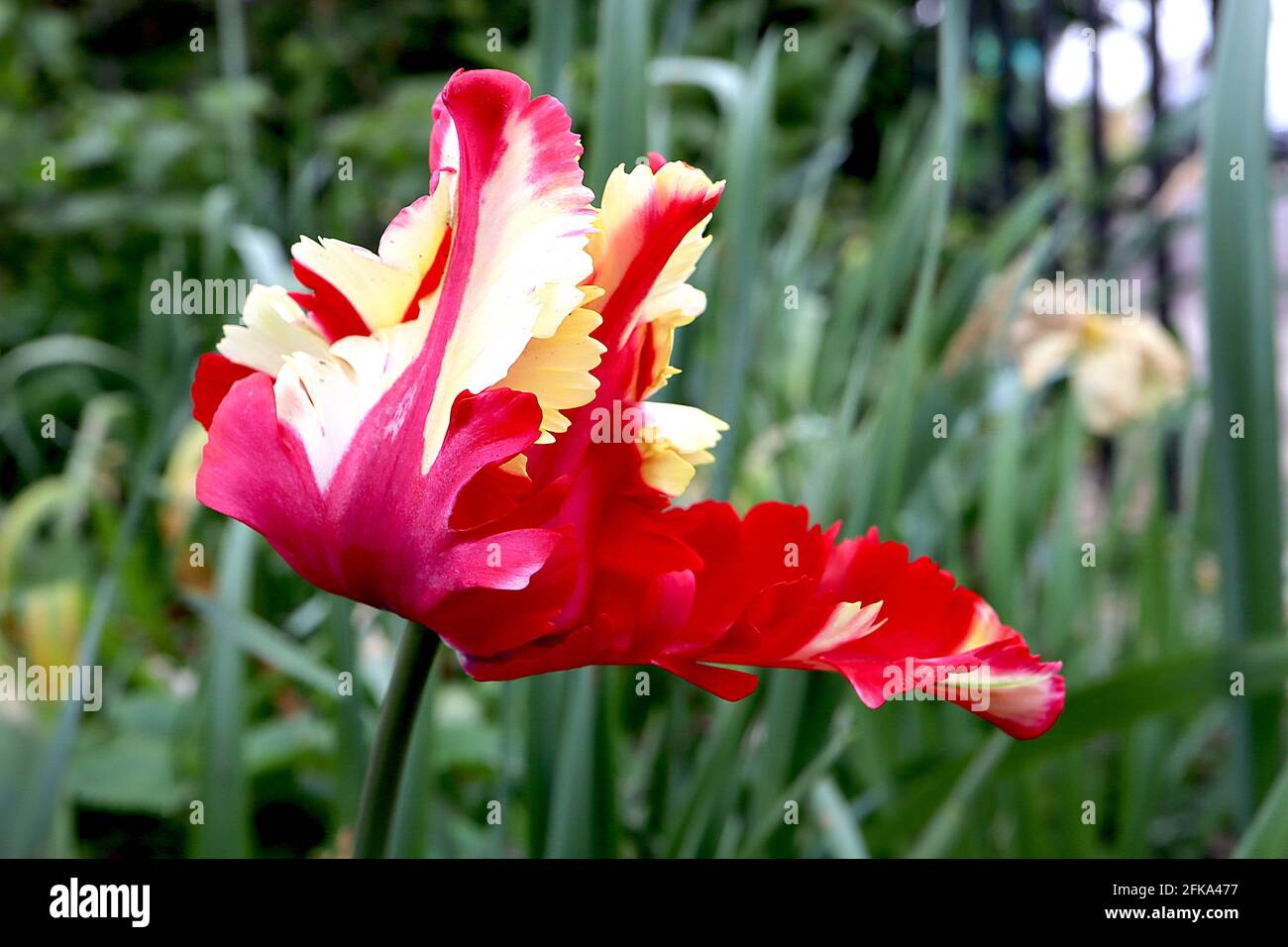 Tulipa gesneriana var dracontia ‘Estella Rijnveld Parrot’ Parrot 10 Estella Rijnveld Parrot tulip - Twisted cream petals, Large red flames, April, UK Foto Stock