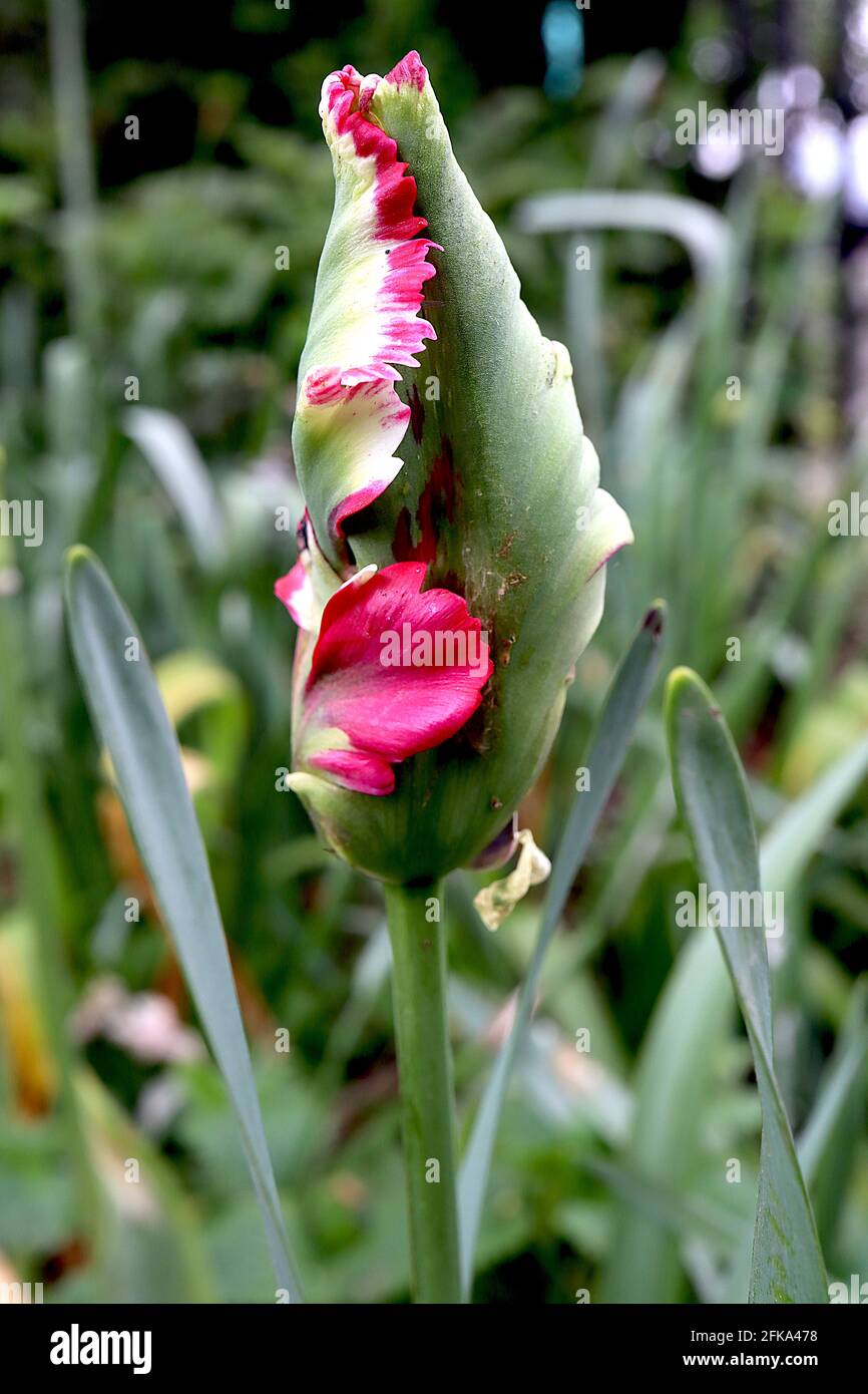 Tulipa gesneriana var dracontia ‘Estella Rijnveld Parrot’ Parrot 10 Estella Rijnveld Parrot tulip - Twisted cream petals, Large red flames, April, UK Foto Stock