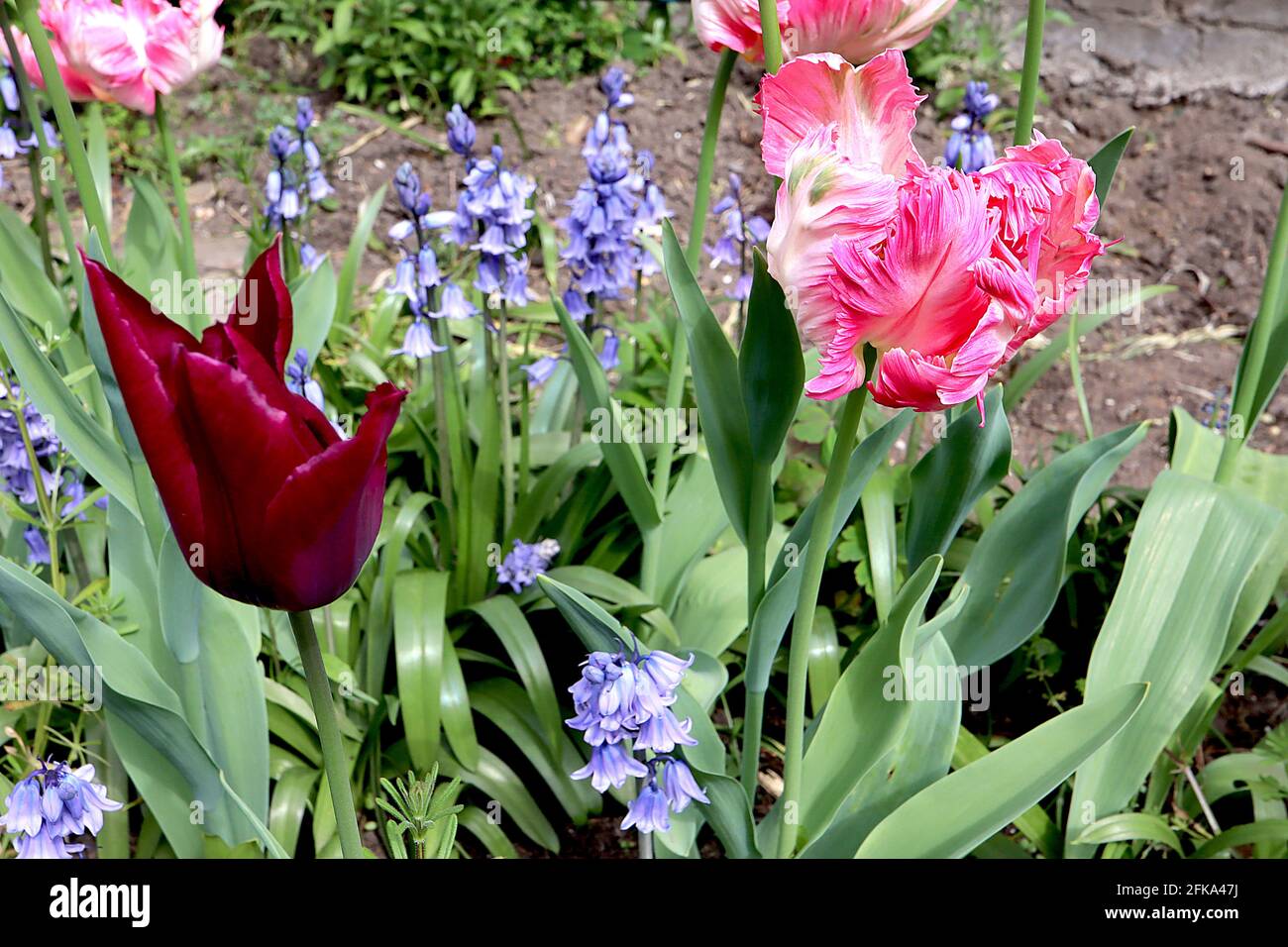Tulipa gesneriana var dracontia ‘Pink Vision Parrot’ Parrot 10 Pink Vision Tulip Parrot - petali rosa intrecciati, fiamma bianca, piuma verde, Foto Stock