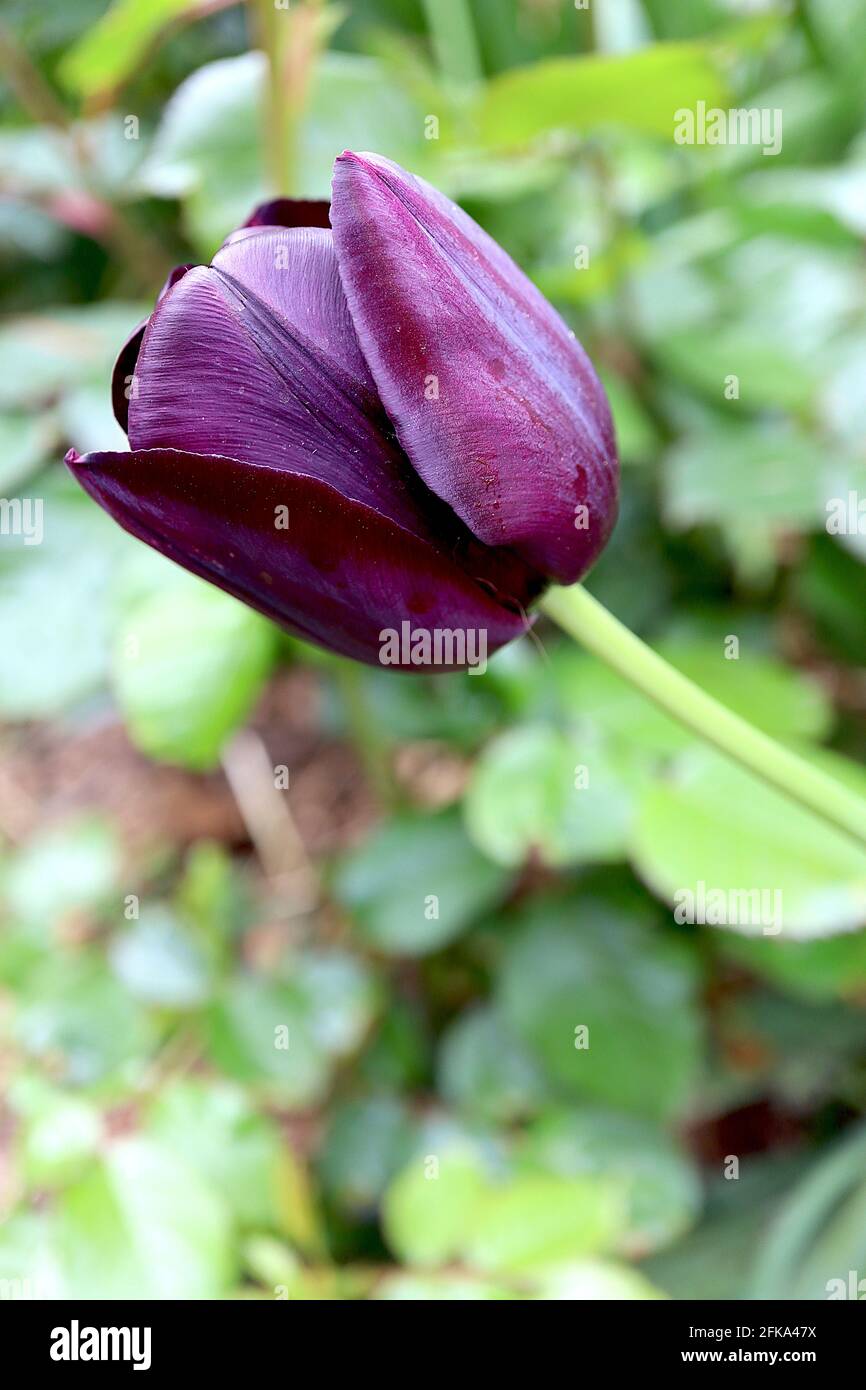 Tulipa ‘Queen of Night’ Single Late 5 Queen of Night tulipano – fiori di maroon viola scuro, aprile, Inghilterra, Regno Unito Foto Stock