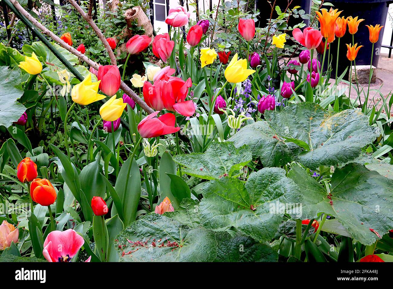 Tulip mix e Alchemilla mollis Foto Stock