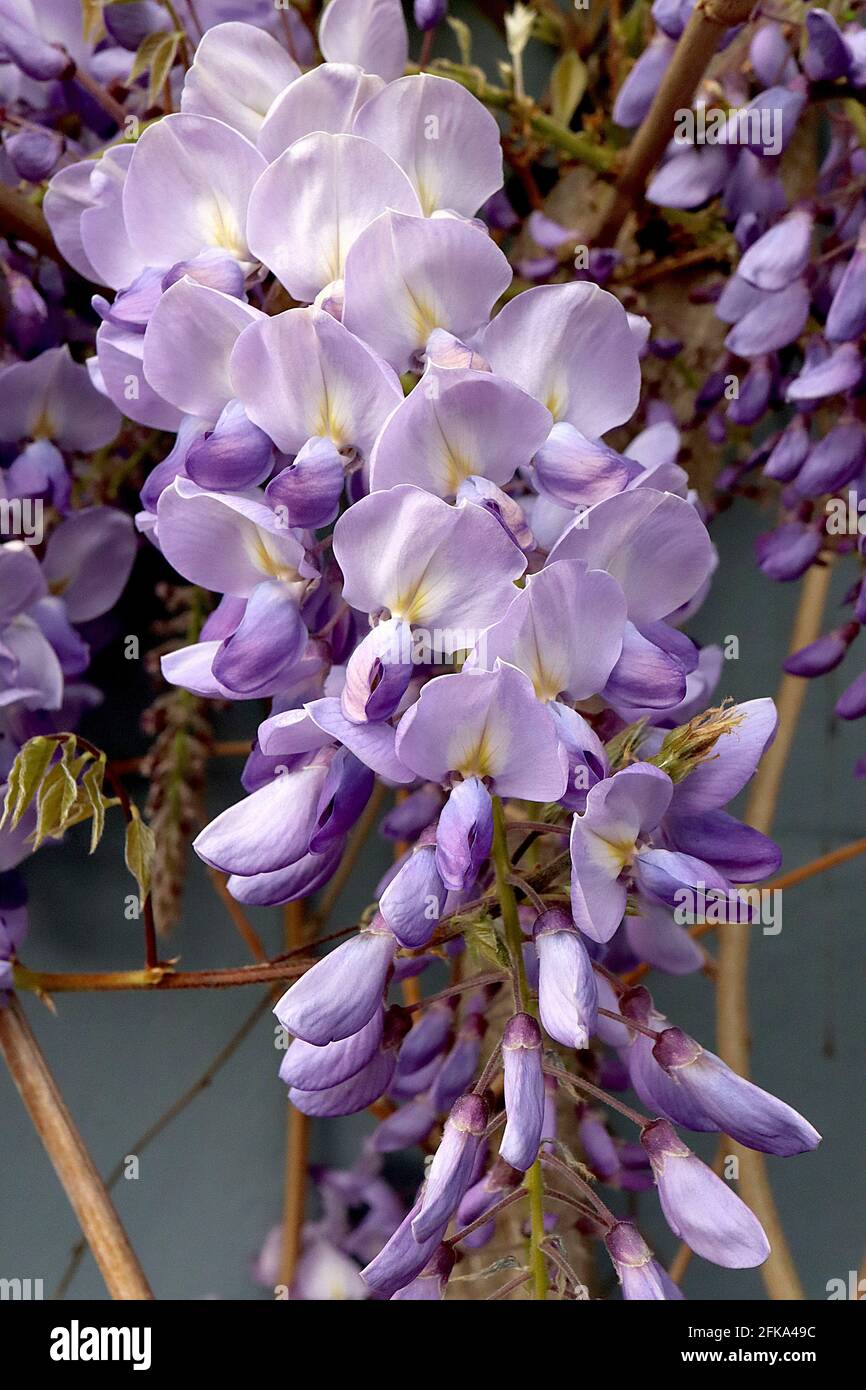 Wisteria brachybotrys ‘Okayama’ glicosa wisteria Okayama – grappoli a cascata di fiori viola a forma di pisello, aprile, Inghilterra, Regno Unito Foto Stock