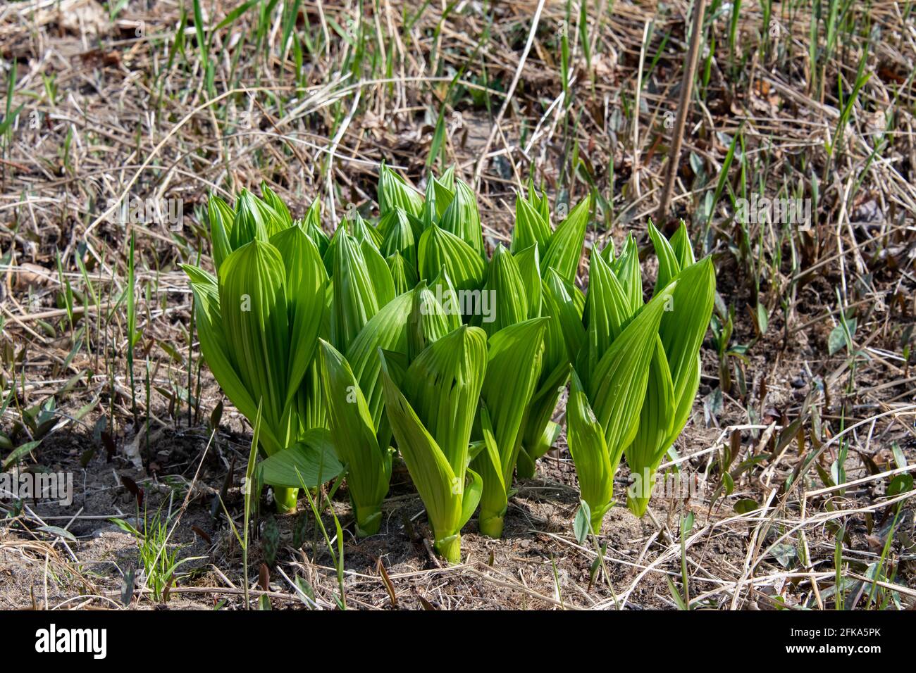 Una falsa pianta verde di hellebore, Veratrum viride, che cresce nelle montagne di Adirondack, NY USA, all'inizio della primavera Foto Stock