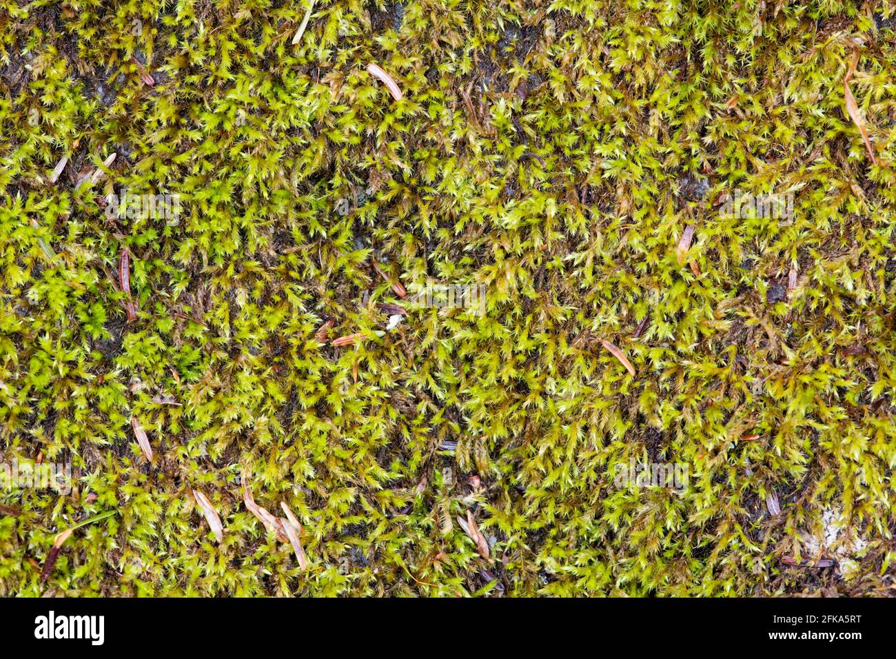 Un'immagine closeup del muschio Andreaeopsida, umido da una recente pioggia, su una strada abbandonata nelle montagne Adirondack, NY Stati Uniti deserto all'inizio della primavera. Foto Stock