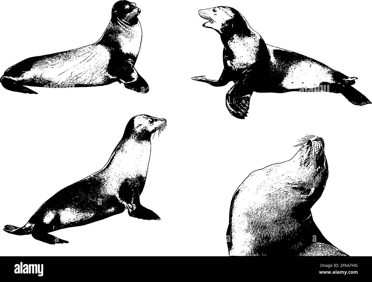 Sea Lion Imposta un'illustrazione vettoriale realistica in nero su bianco sfondo Illustrazione Vettoriale