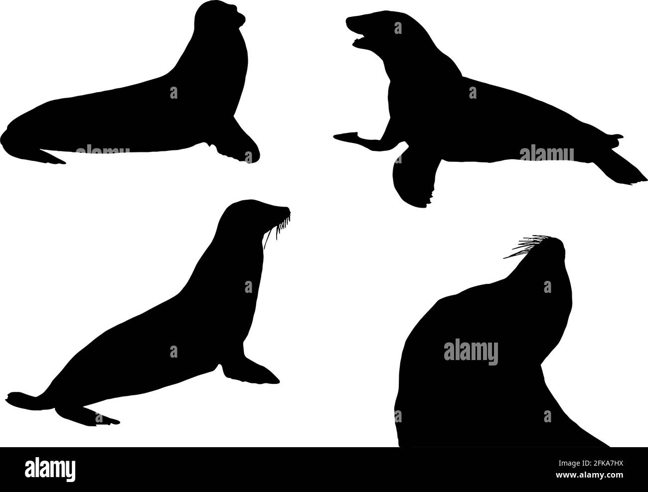 Silhouette Sea Lion in nero su sfondo bianco Illustrazione Vettoriale