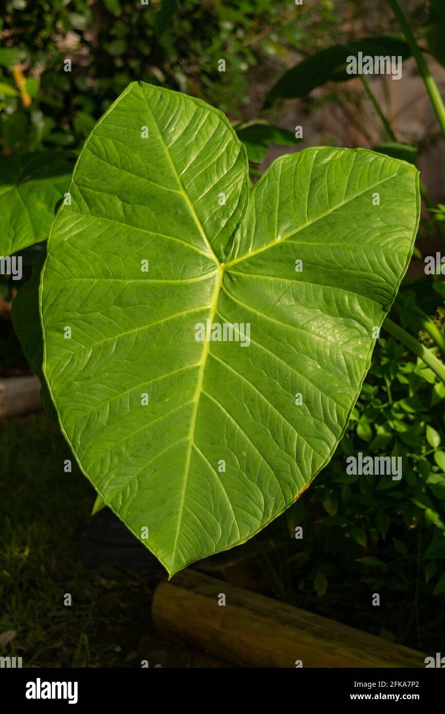 Le piante dell'orecchio dell'elefante crescono in un giardino ombreggiato del cortile. Foto Stock