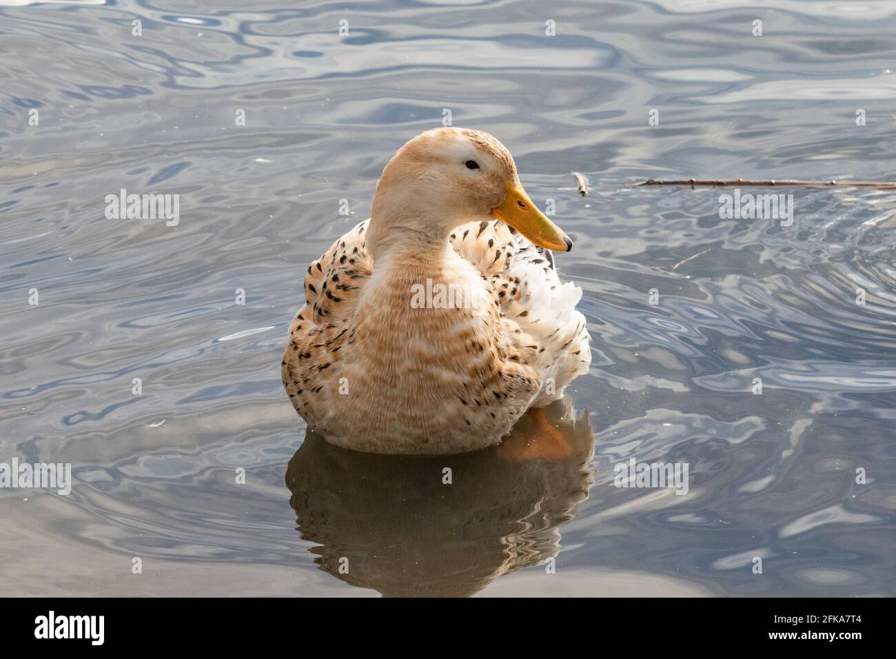 Un'anatra gialla con pagaie brune puntate lungo il lungomare del lago Ewauna a Klamath Falls, Oregon. Foto Stock