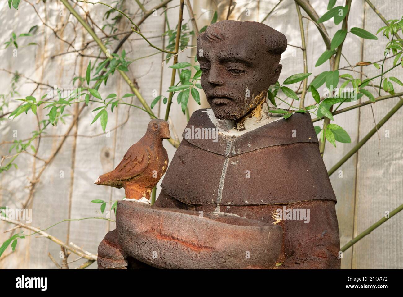 Una statua di San Francesco d'Asisi in giardino con bagno d'uccello accanto a viti e recinzione in legno. Foto Stock