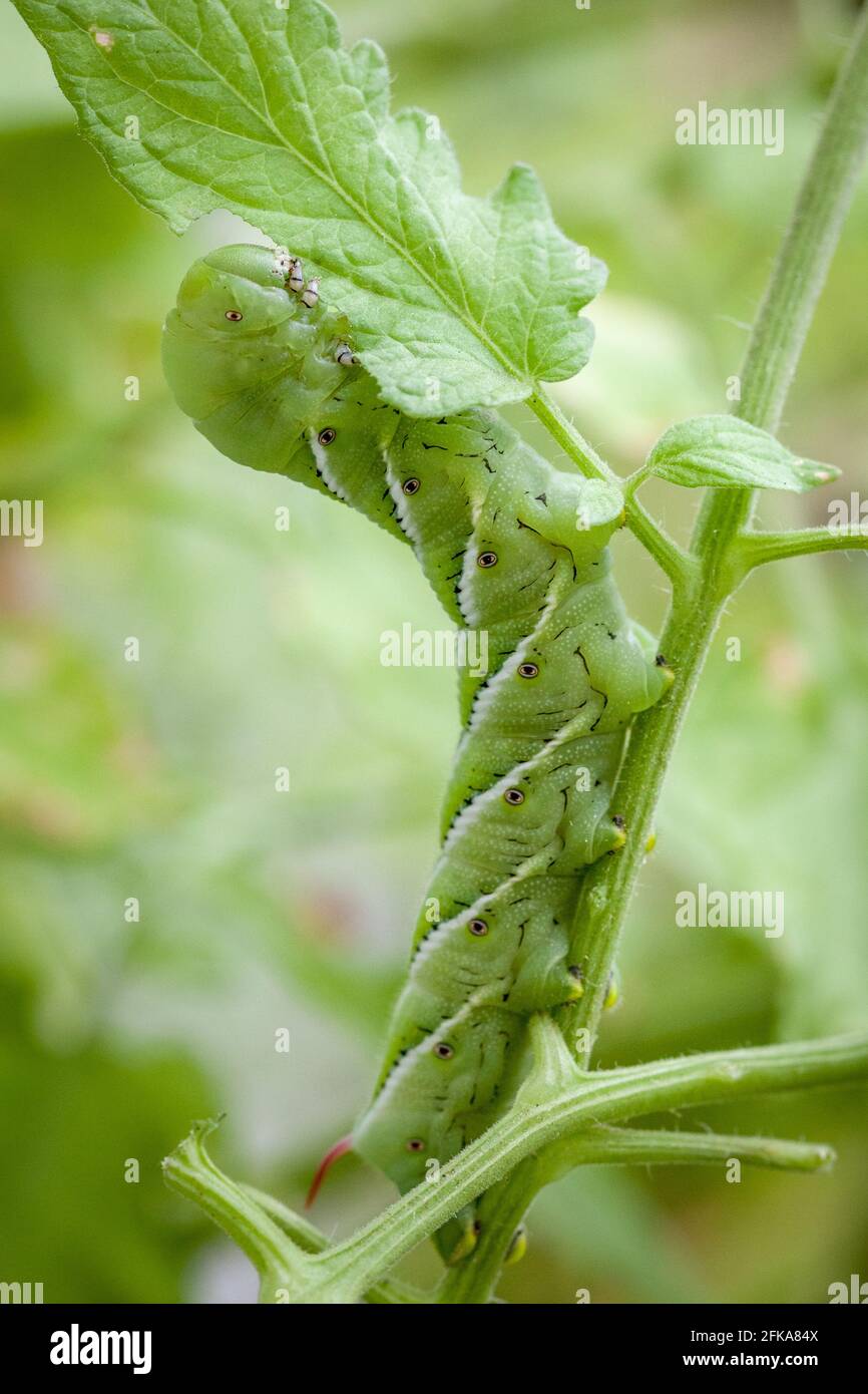 Il hornworm del tabacco sta masticando è senso attraverso un giardino residenziale del pomodoro STATI UNITI Foto Stock